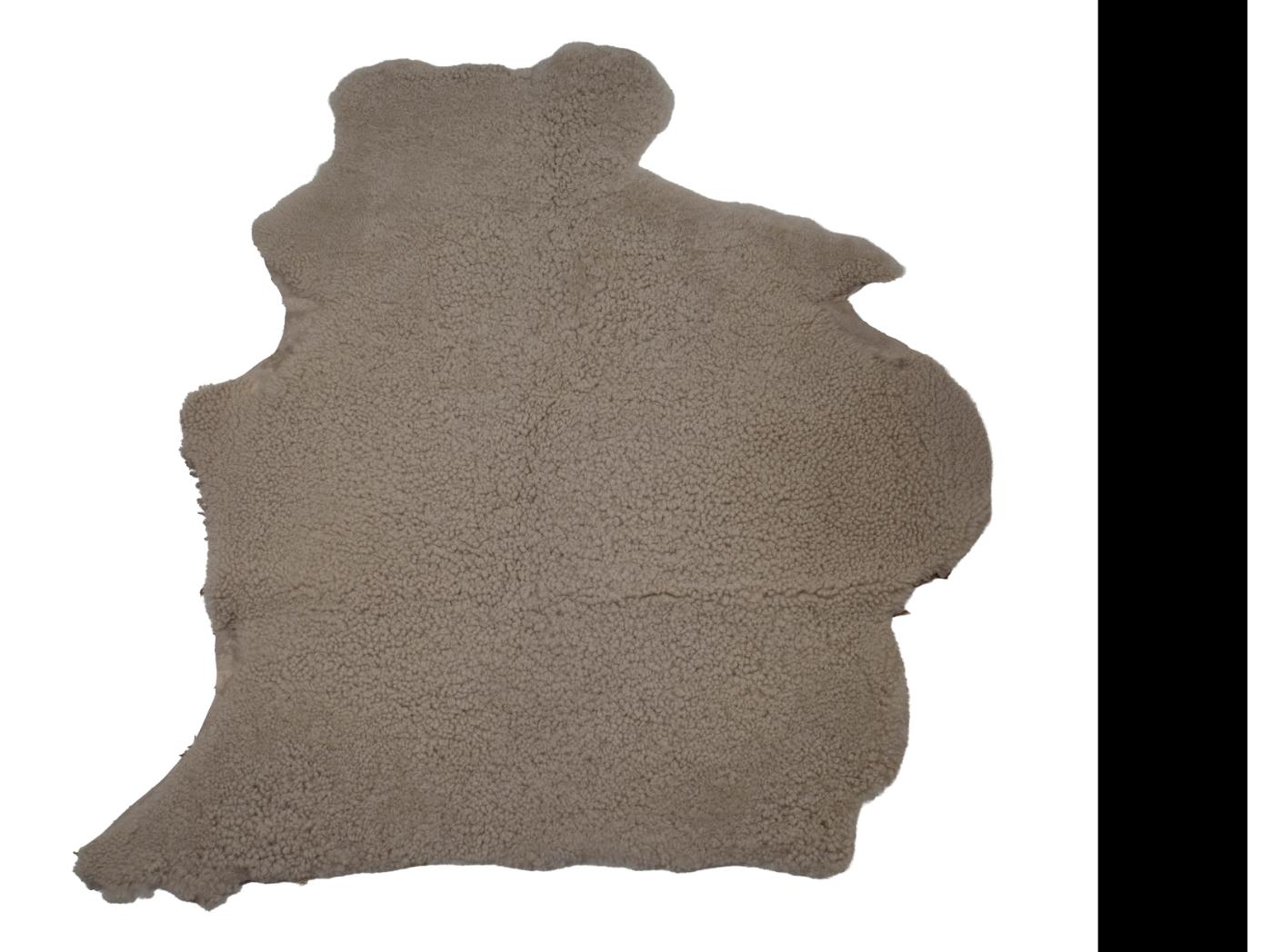 Avikailis Canberra Moonlight Avikailis Canberra Moonlight